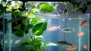 pothos plant aquarium