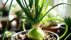 pregnant onion plant