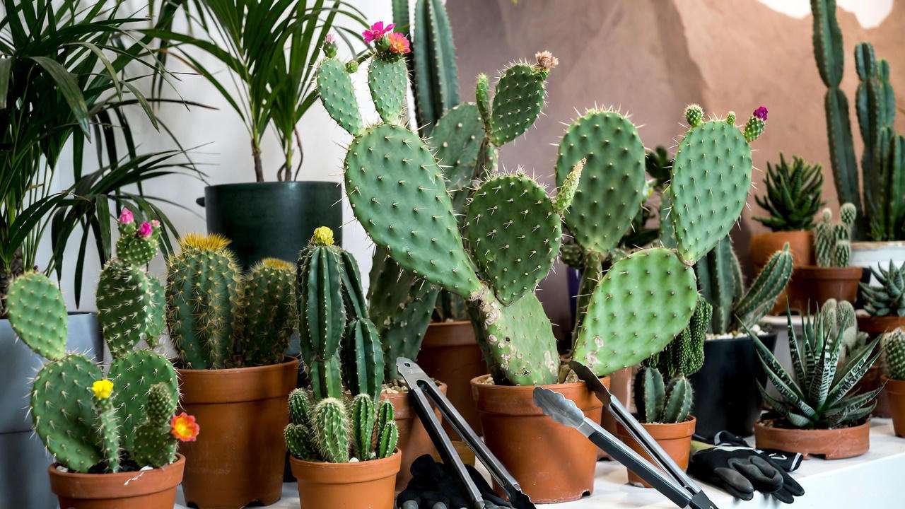 Prickly Plant Care: Grow Spiky Succulents Safely