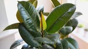 propagate a rubber plant