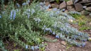 prostrate rosemary plants