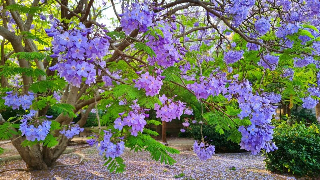 purchase jacaranda tree