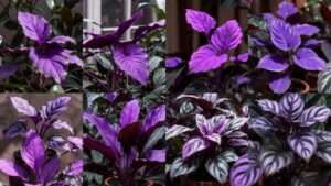purple leaves plant