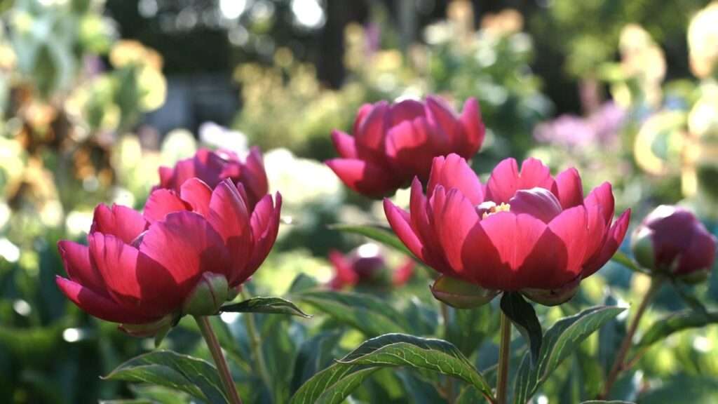 red charm peony plants