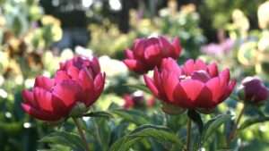 red charm peony plants