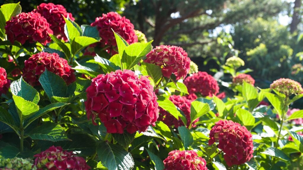 red hydrangea plants