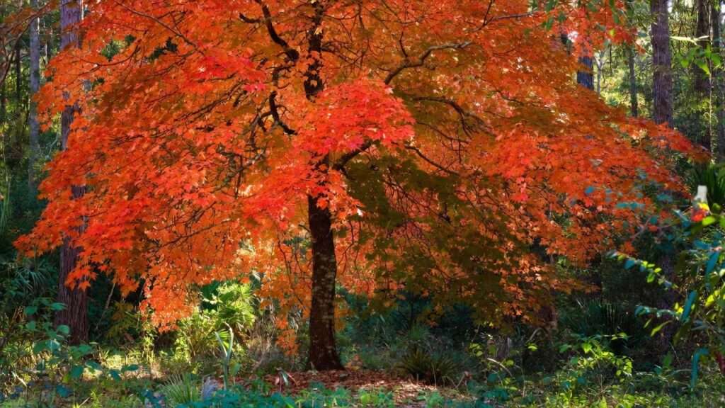 red maple tree florida