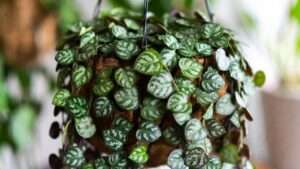 rosary vine plant care