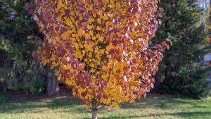 sienna glen maple tree