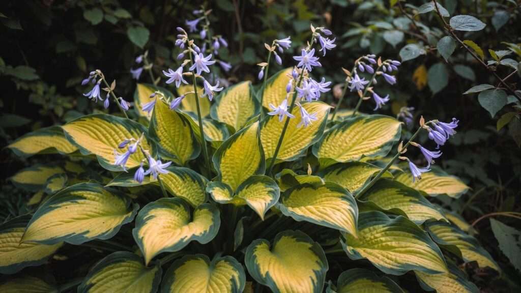 stained glass hosta plant