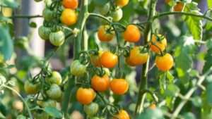 sun gold tomato plants