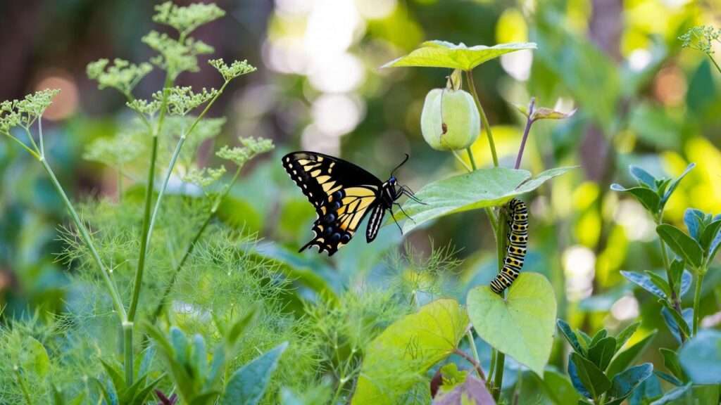 swallowtail butterfly host plant