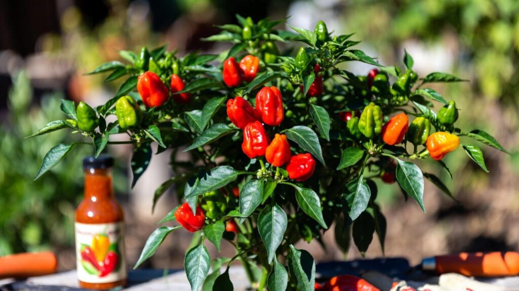 tabasco pepper plant