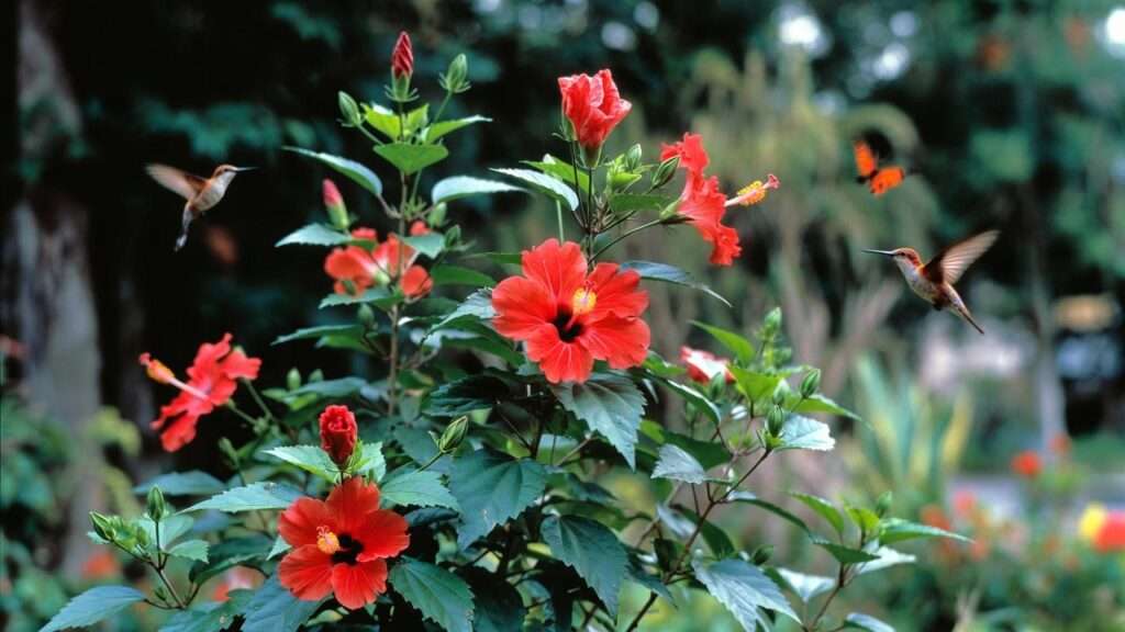 texas star hibiscus plant