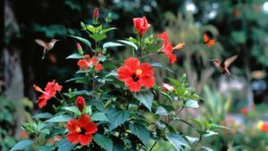 texas star hibiscus plant