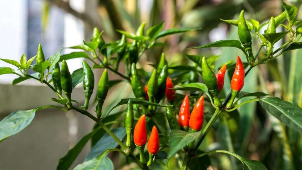 thai pepper plant