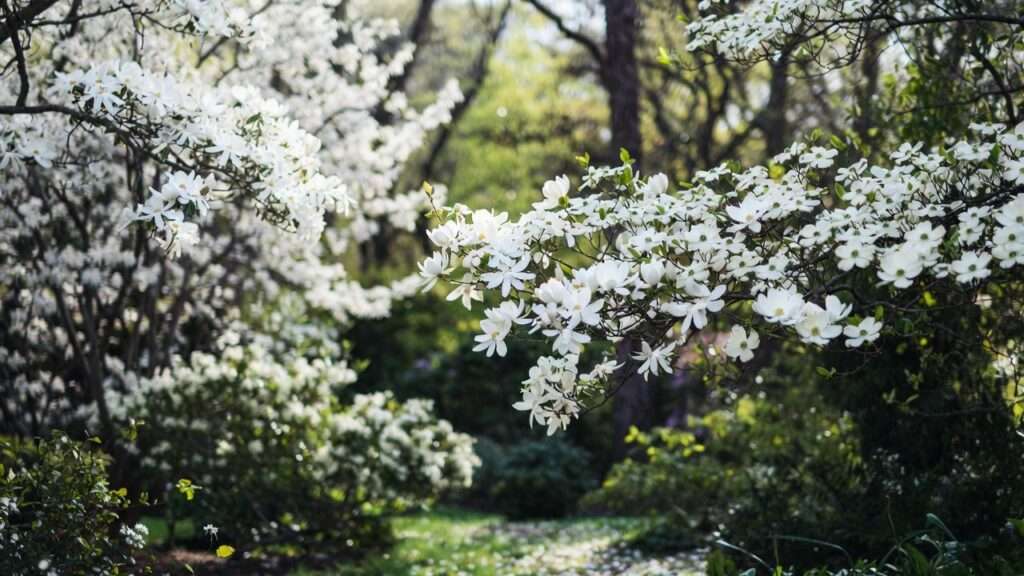 tree with big white flowers