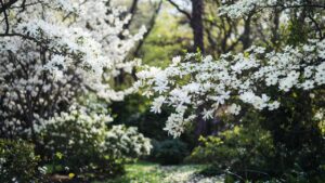 tree with big white flowers