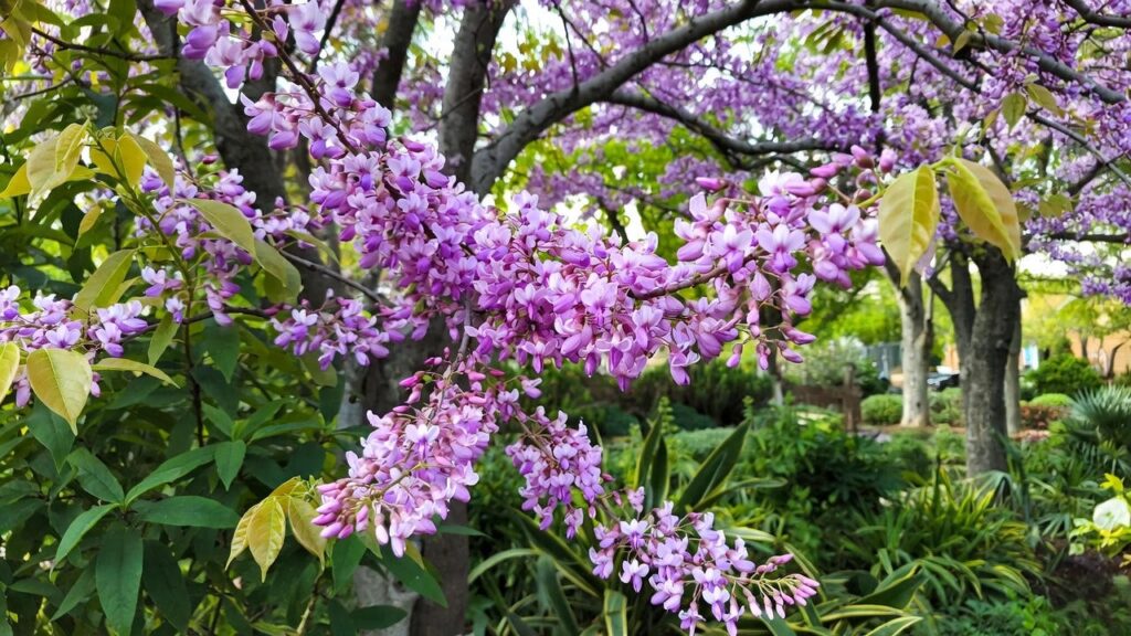 tree with purple bloom
