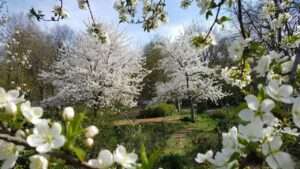 trees with white blossom