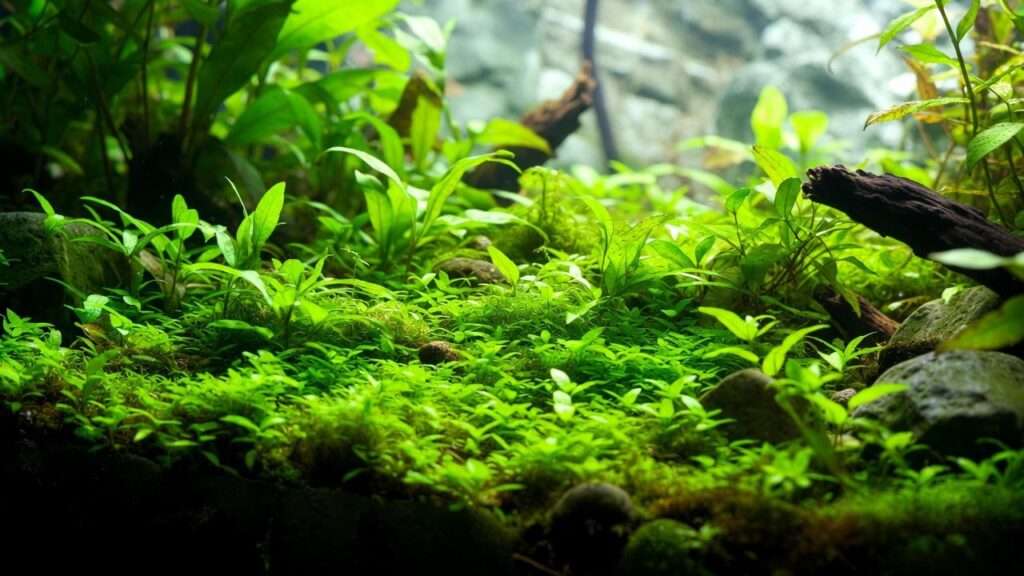 utricularia graminifolia planting