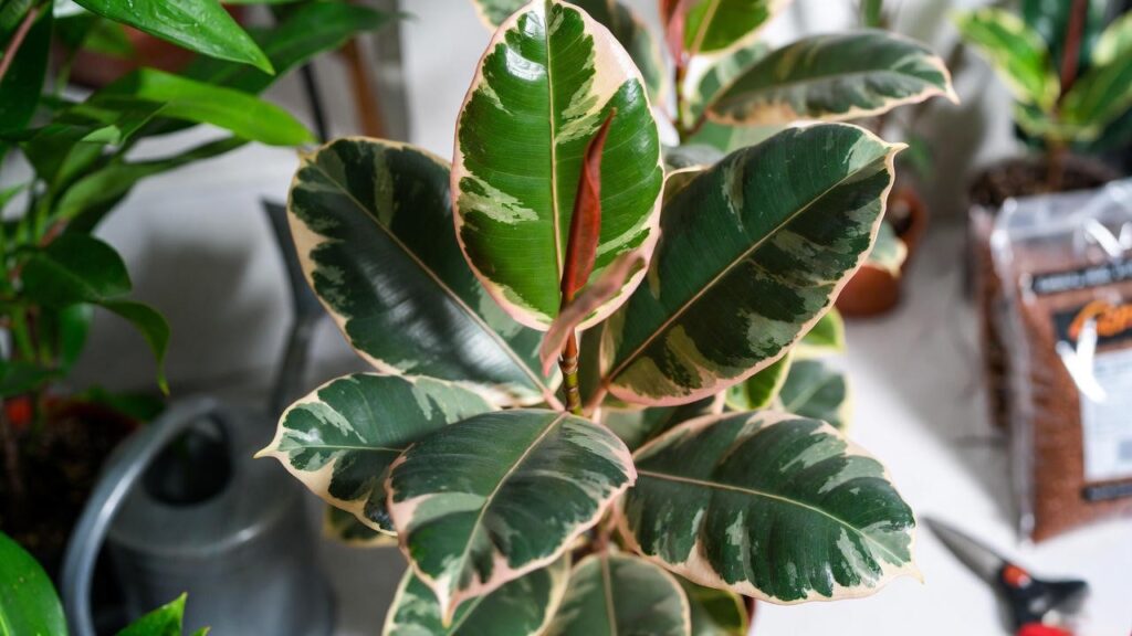 variegated rubber tree plant