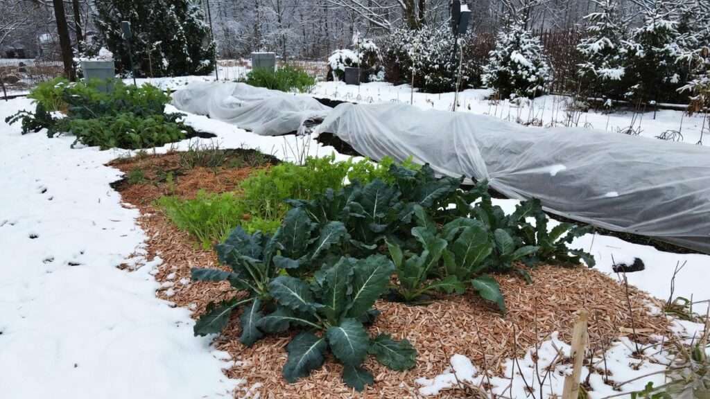 vegetables to plant in winter