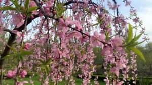 weeping peach tree fruit