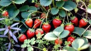 what can i plant with strawberries