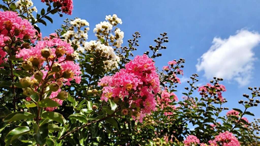 when to plant crape myrtle