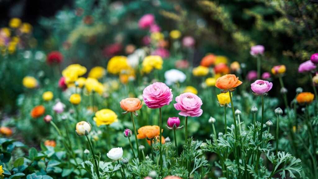 when to plant ranunculus bulbs