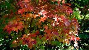 when to trim japanese maple tree