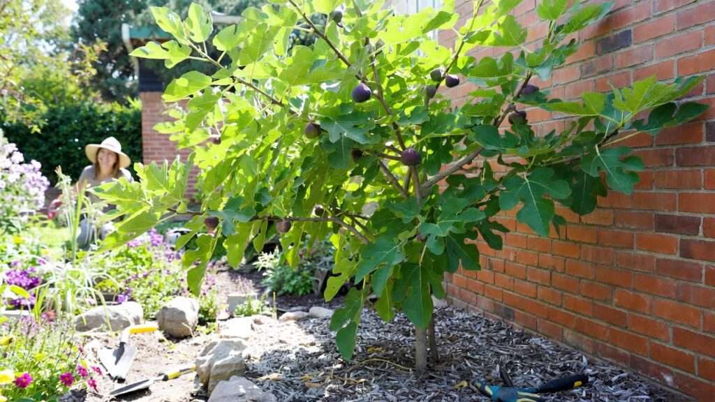 where to plant a fig tree