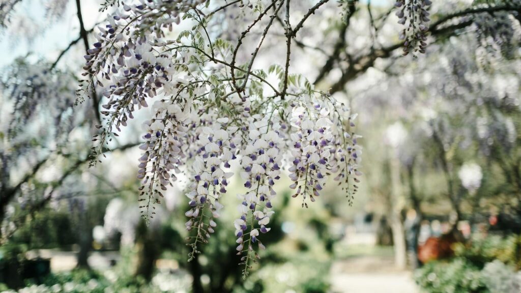 white wisteria plant