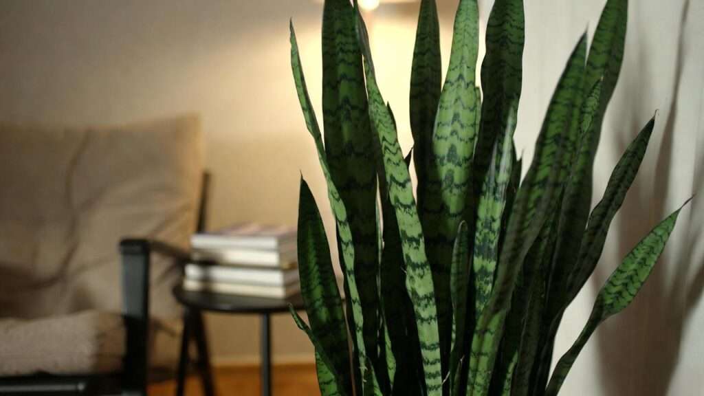 zeylanica snake plant