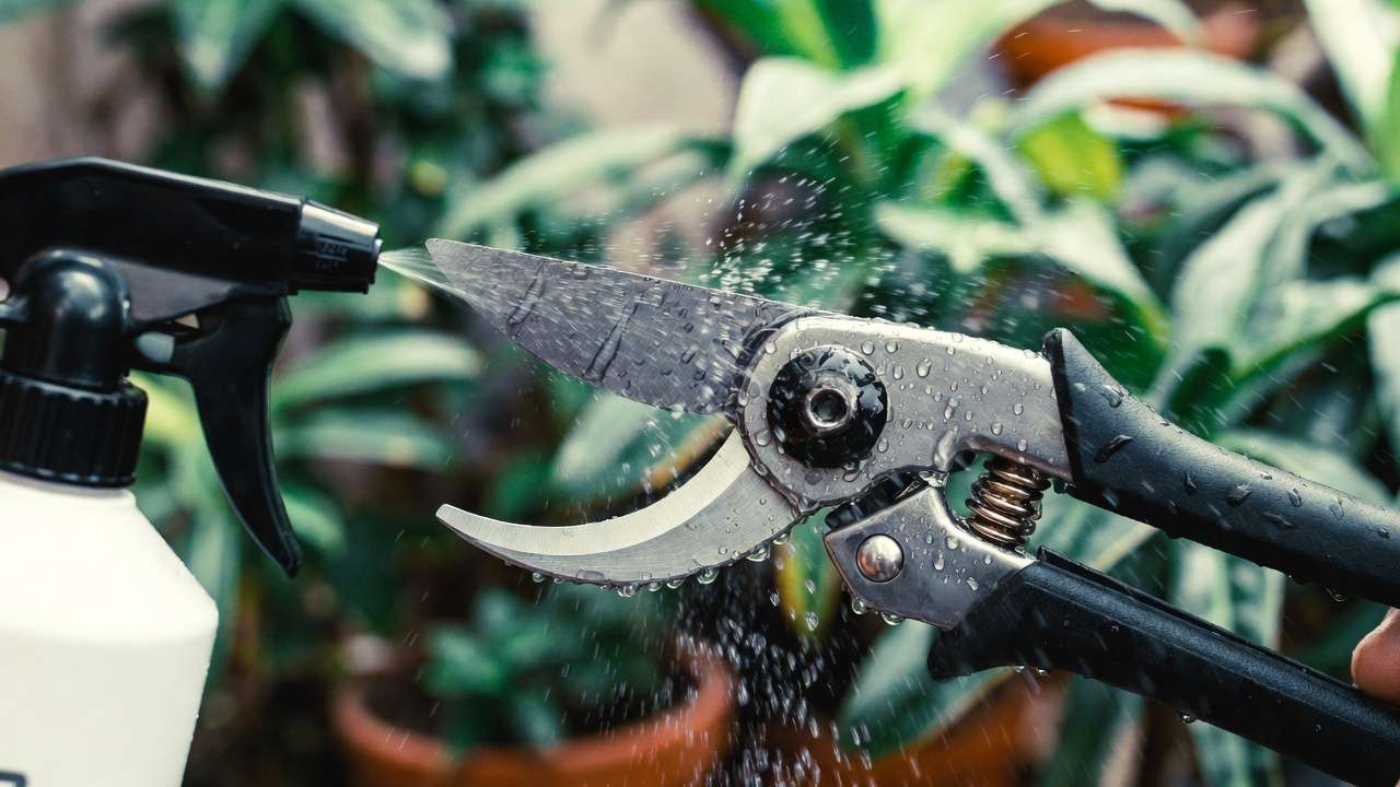 Spraying 70% isopropyl alcohol on pruning shears for quick and effective sterilization in the garden.