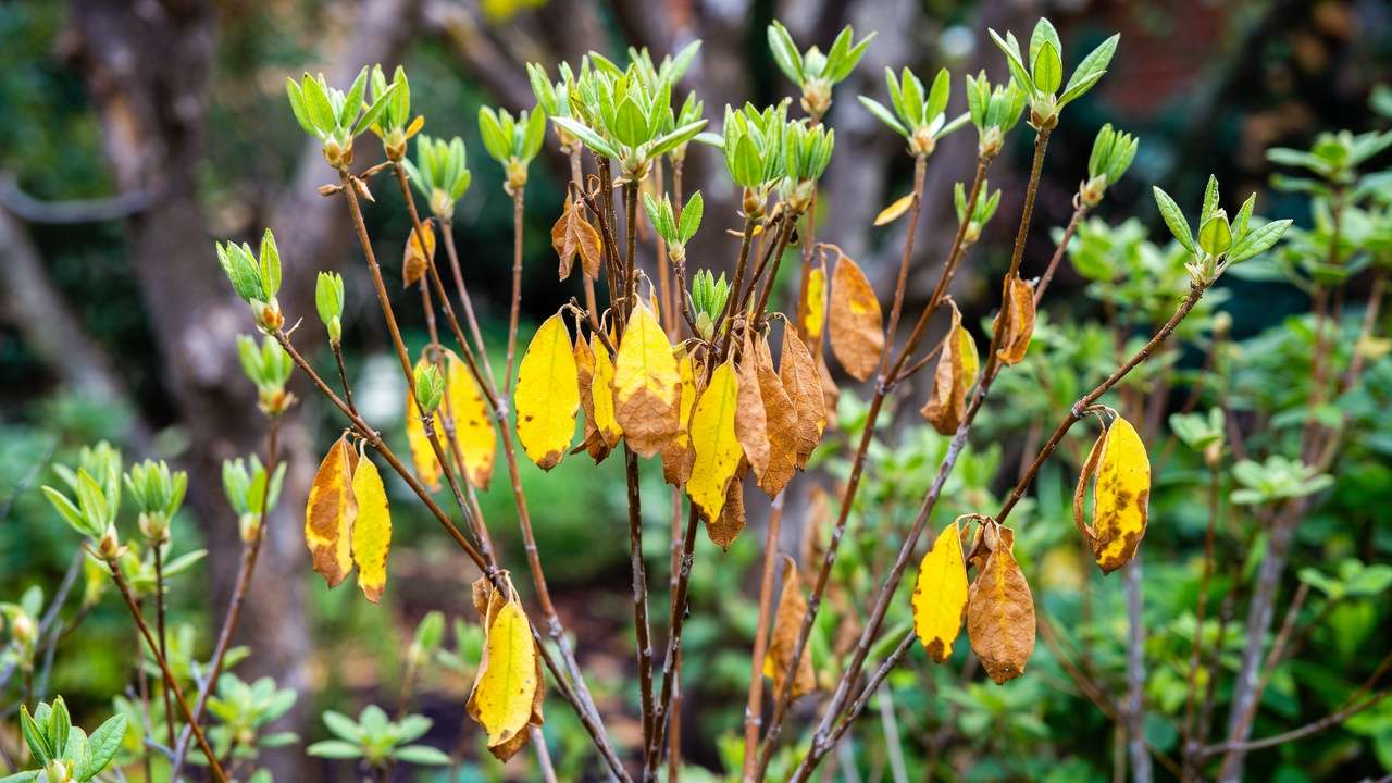 Wilting and yellowing leaves on rhododendron shrub showing early symptoms of Phytophthora root rot disease