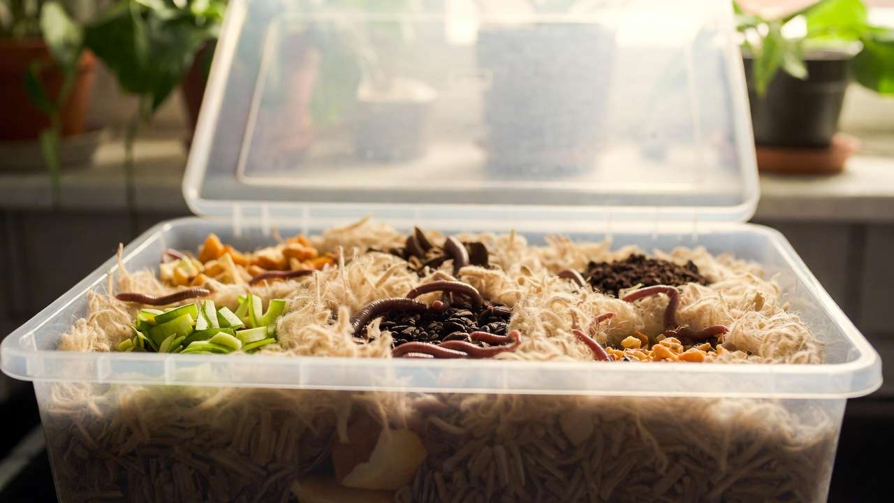 Feeding kitchen scraps to red wigglers in indoor vermicompost bin