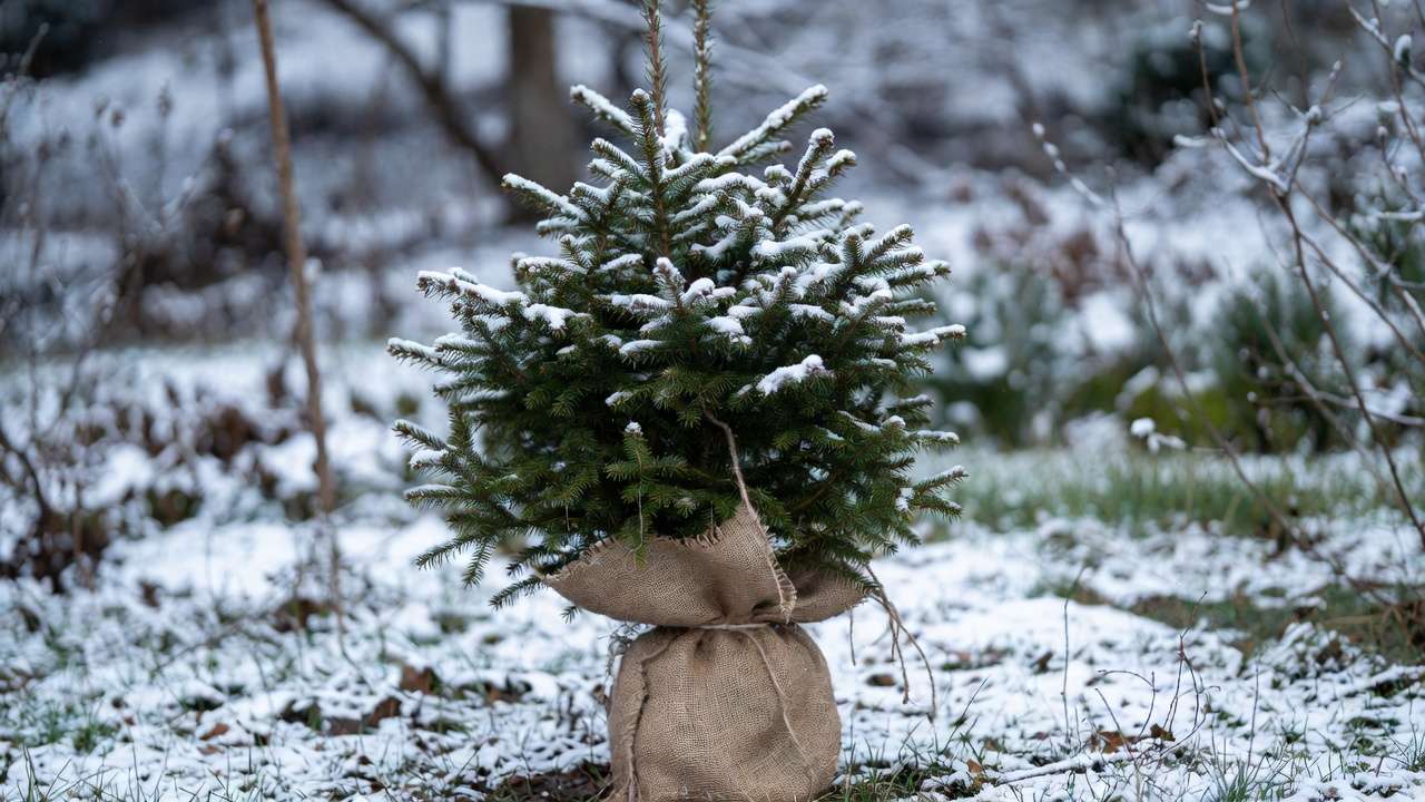 Young evergreen tree wrapped in burlap for wind and winter desiccation protection