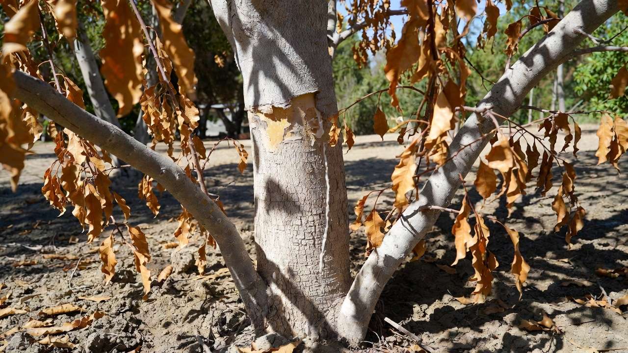 Tree trunk with sunscald cracks and advanced heat stress symptoms including bark damage and leaf drop in hot weather.