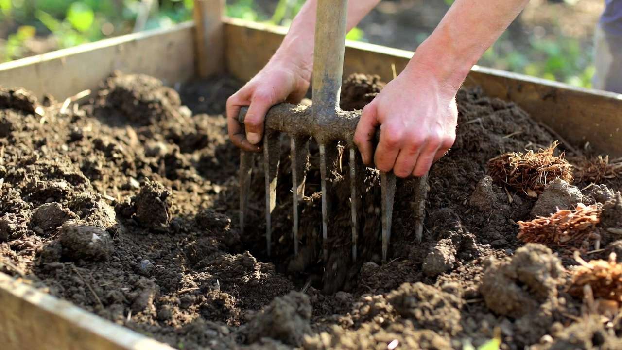 Gardener using broadfork to naturally aerate compacted clay soil in organic garden bed
