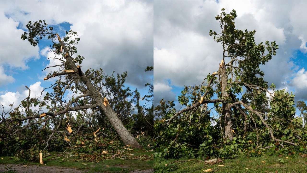 Contrast of storm-damaged vs well-prepared tree after hurricane showing benefits of proper preparation.