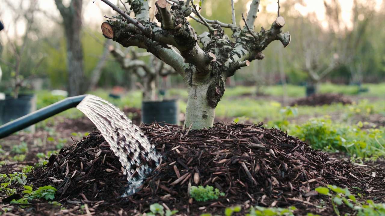 Proper mulching and deep watering aftercare for rejuvenated old apple tree