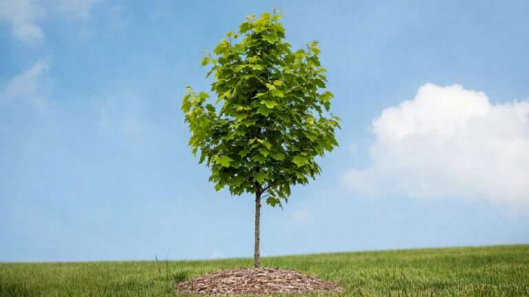 How to Stake a Newly Planted Tree (And When to Skip It)