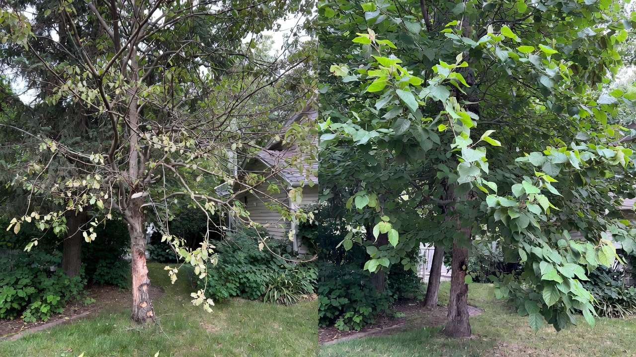 Before and after recovery of a tree after successful girdling roots treatment, showing improved canopy health and vigor.