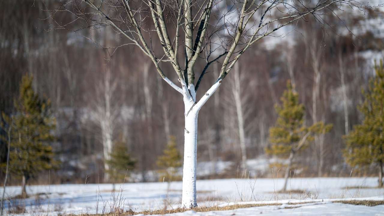 Alternative winter tree protection: young birch trunk coated with white latex paint to prevent sunscald and frost damage