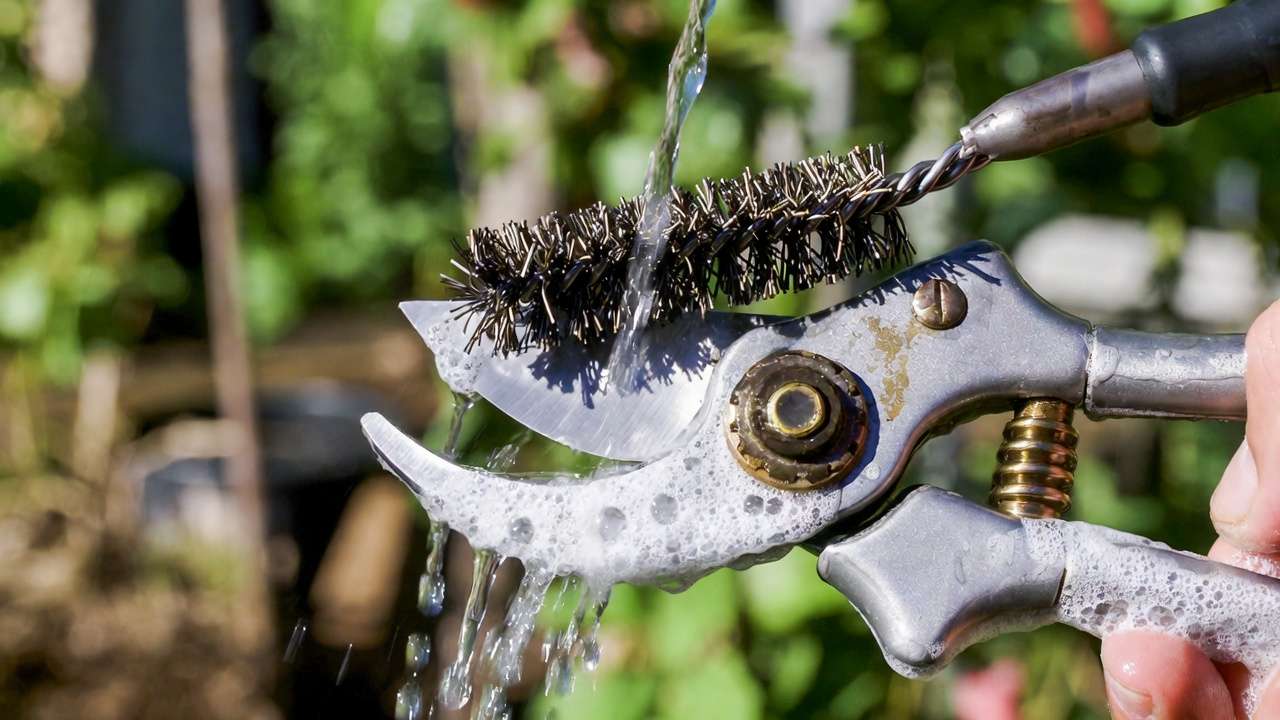Close-up of cleaning pruning shears with wire brush and soapy water before sterilization to remove sap and debris.