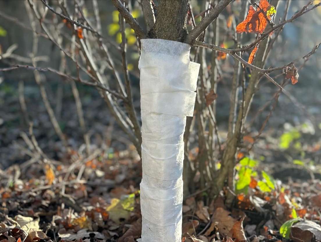 Young tree trunk professionally wrapped with white breathable crepe paper to prevent winter sunscald