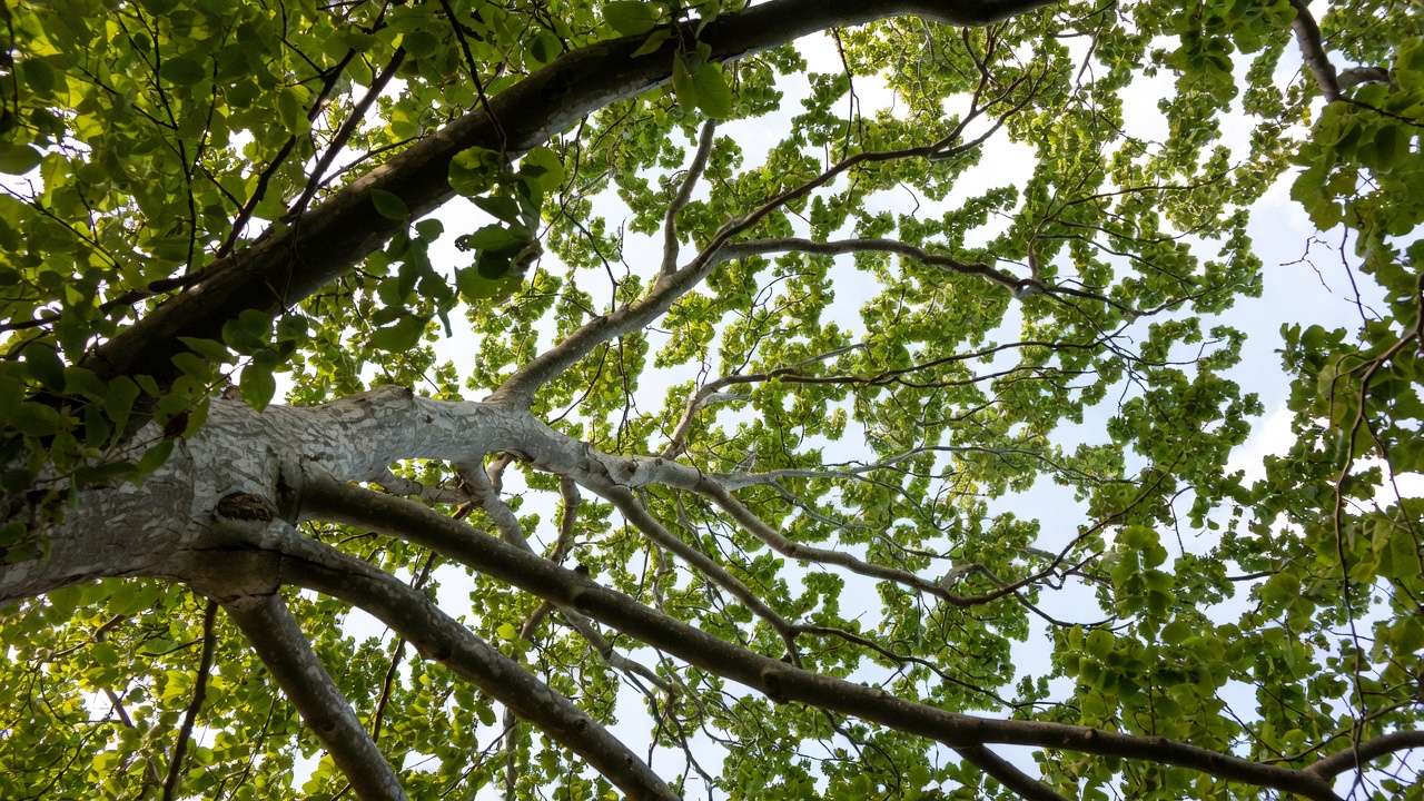 Looking up at strong branch structure and U-shaped unions in a healthy tree canop