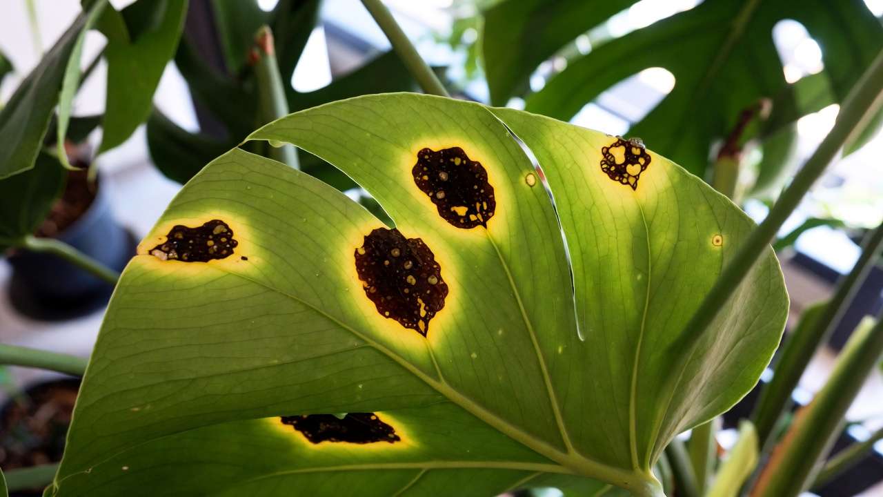 Monstera leaf showing classic bacterial leaf spot symptoms with angular water-soaked lesions and yellow halos